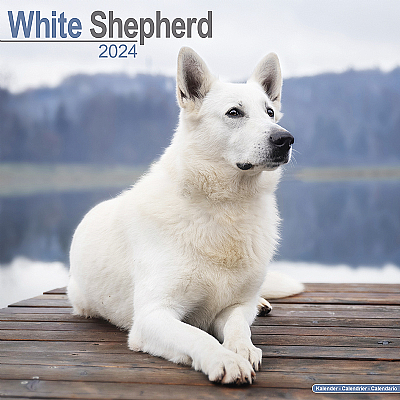 White Shepherd Calendar 2024 (Square)